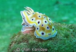 Canon A650IS by Olan Kamdee 